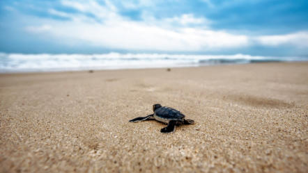 Baby Meeresschildkröte, die am Strand in Mallorca entspannt